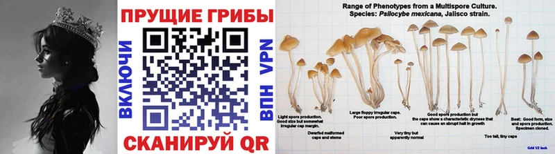 Галлюциногенные грибы Magic Shrooms  Щучье 