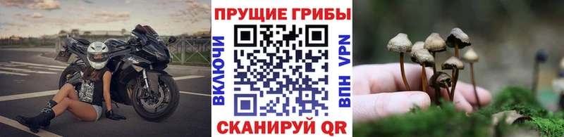 Псилоцибиновые грибы Cubensis Щучье